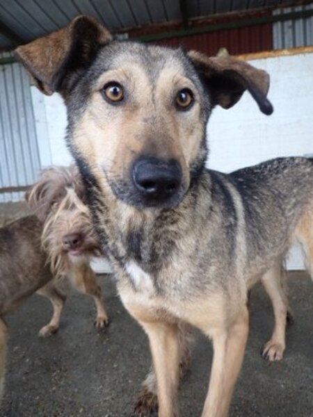 Adopter Ciacova