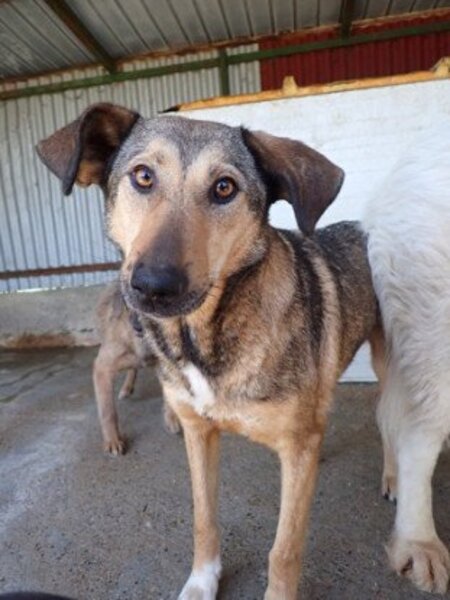 Adopter Ciacova