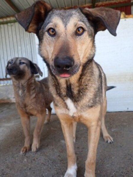 Adopter Ciacova