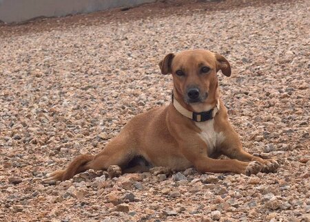Adopter Cintia