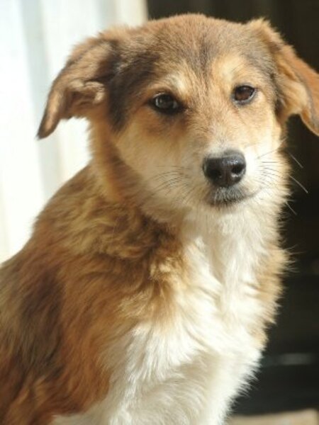 Adopter Clapa