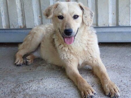 Adopter Clementine