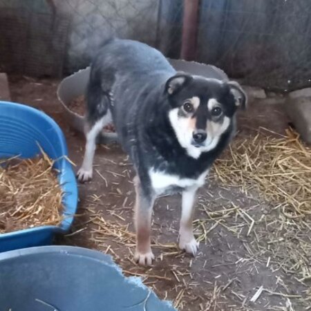 Adopter Cleopatra