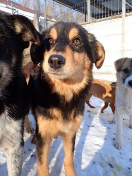Adopter Clover