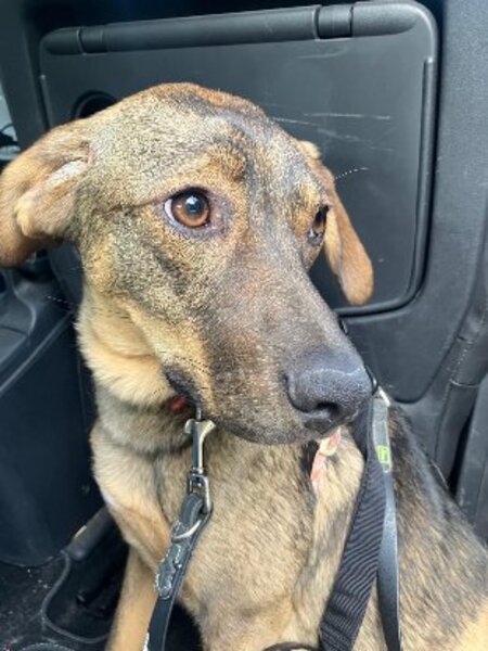 Adopter Coco