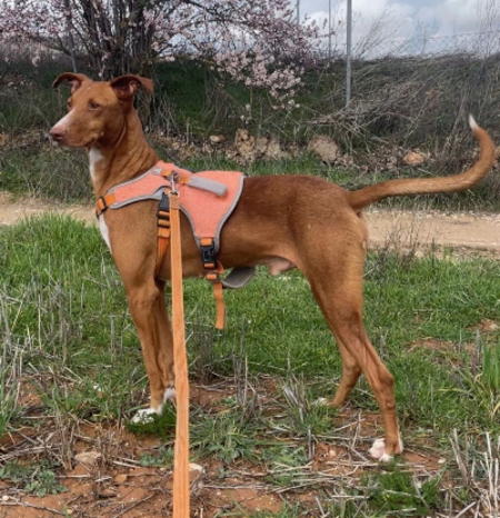 Adopter Coco
