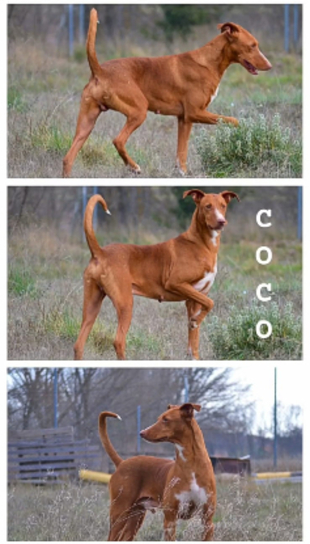 Adopter Coco