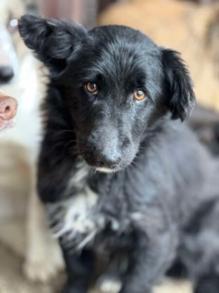 Adopter Cocoh