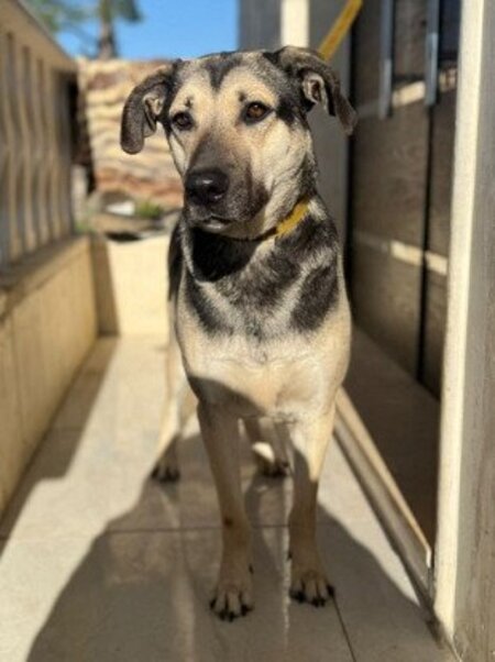 Adopter Como