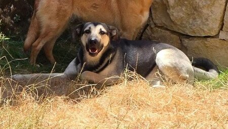 Adopter Como