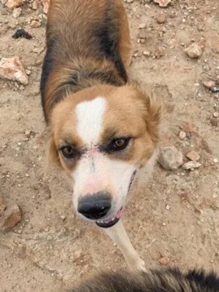 Adopter Cooper