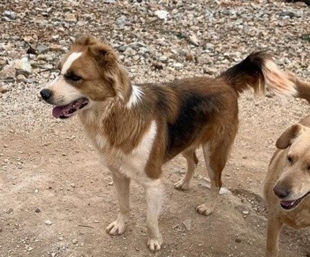 Adopter Cooper