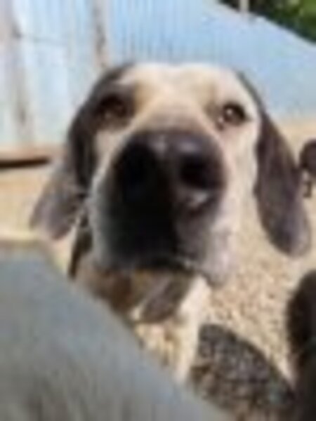 Adopter Copernica