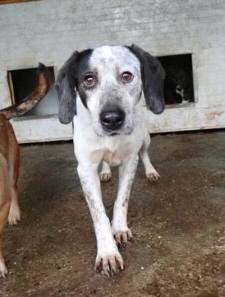 Adopter Copernica