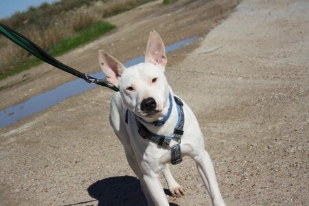 Adopter Copo