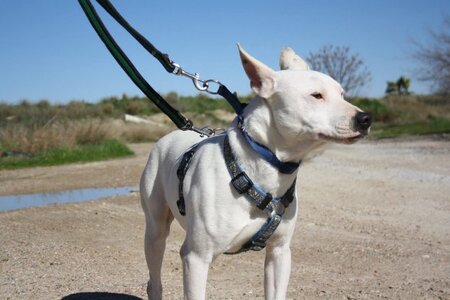 Adopter Copo