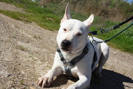 Adopter Copo