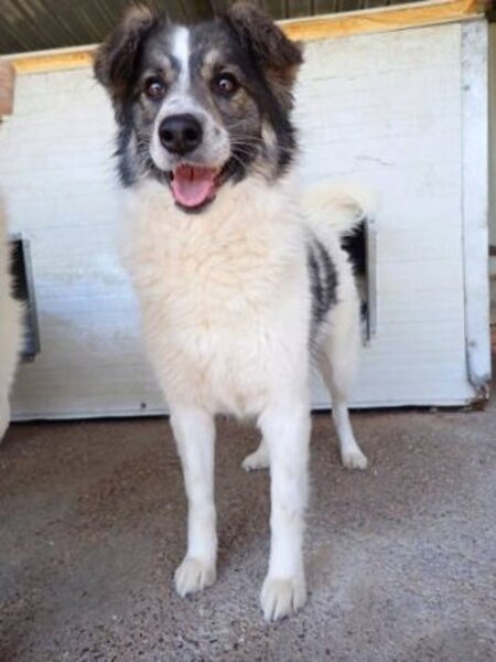 Adopter Coral