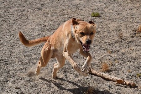 Adopter Cordobes