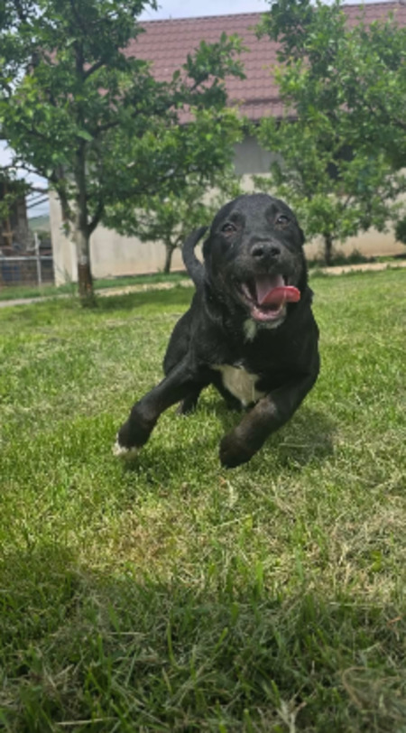 Adopter Corin