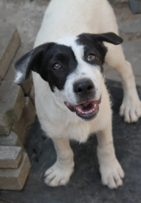 Adopter Costel
