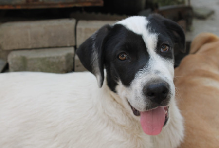 Adopter Costel