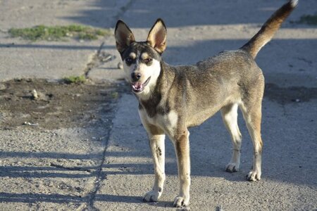 Adopter Crazy
