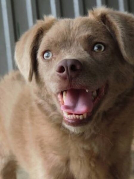 Adopter Cristesti