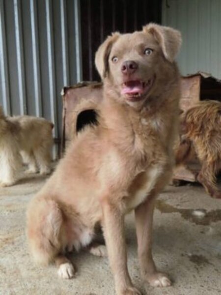 Adopter Cristesti