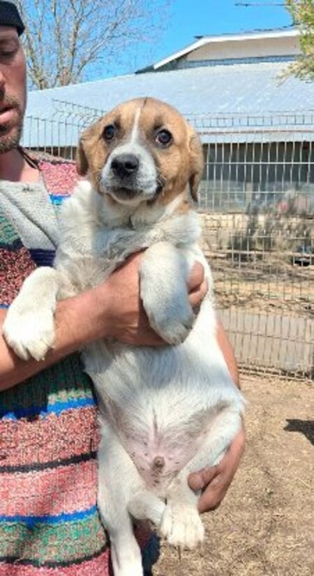 Adopter Crooki
