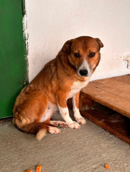 Adopter Cupida