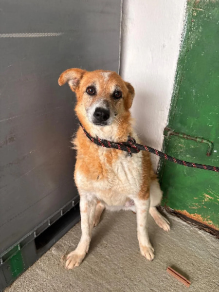 Adopter Cupidon