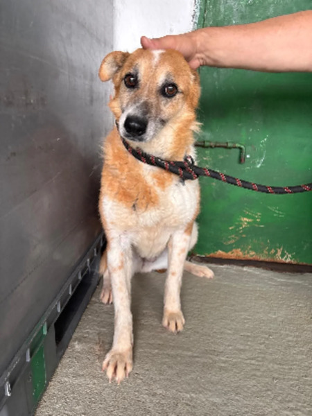 Adopter Cupidon