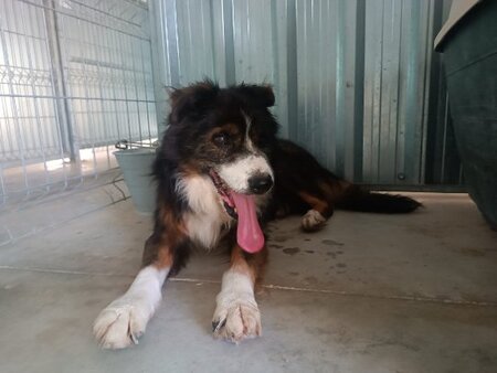 Adopter Currito