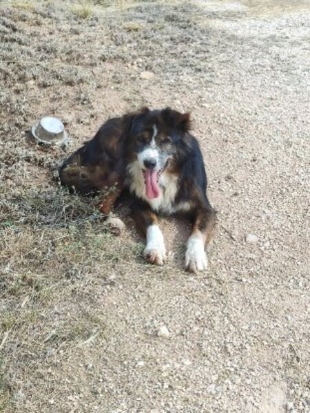 Adopter Currito