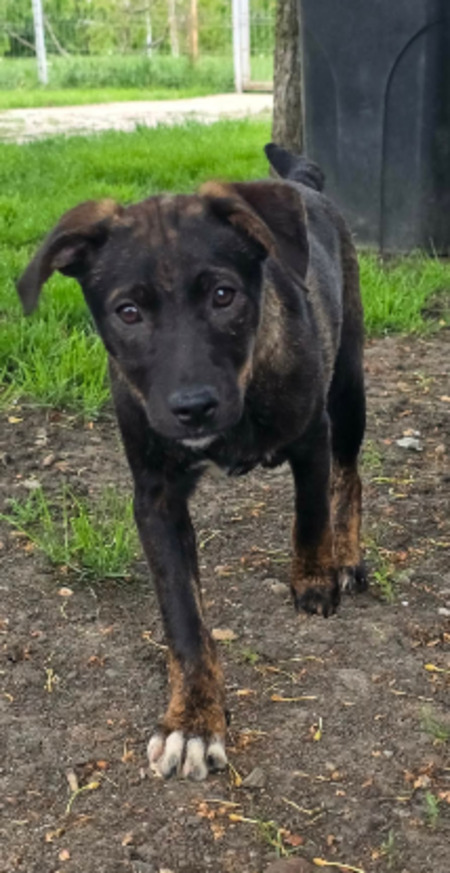 Adopter Cybelle