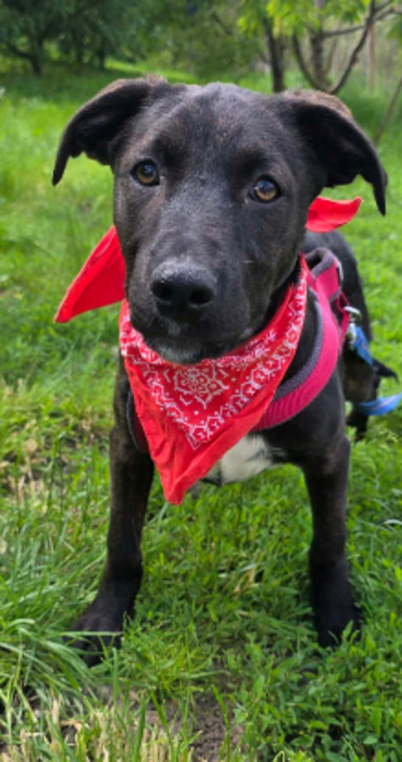 Adopter Cyra