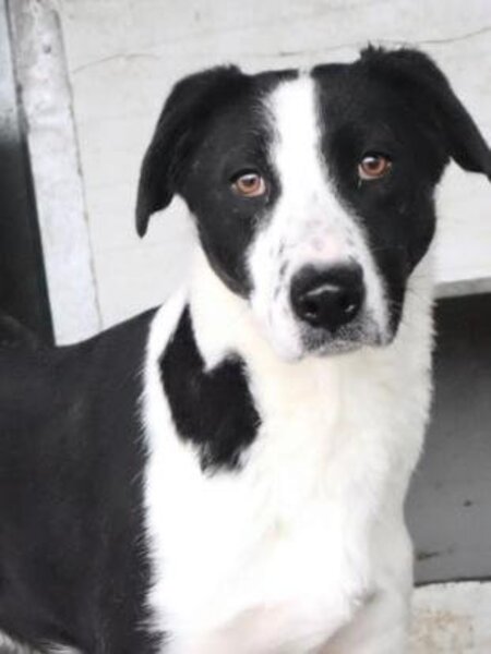 Adopter Daester