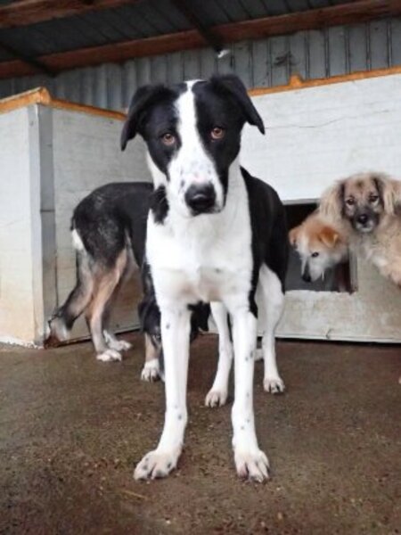 Adopter Daester