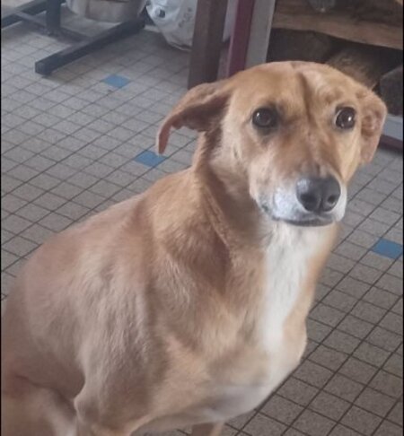 Adopter Daisy