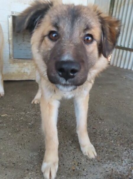 Adopter Dalbao