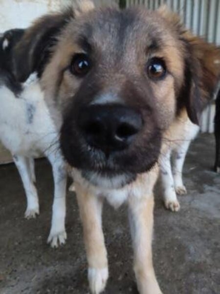 Adopter Dalbao