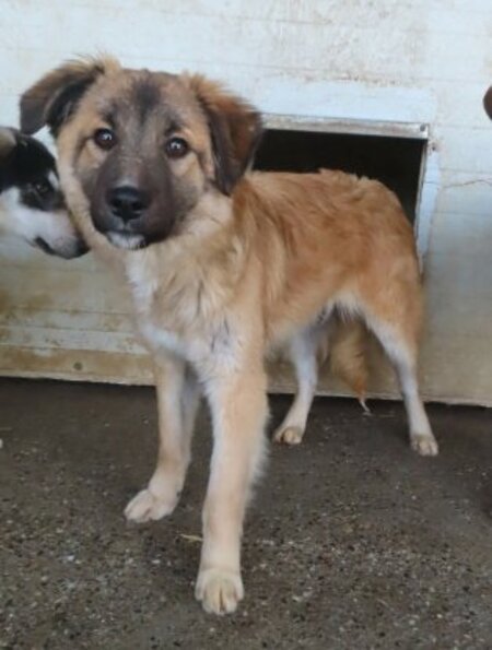Adopter Dalbao