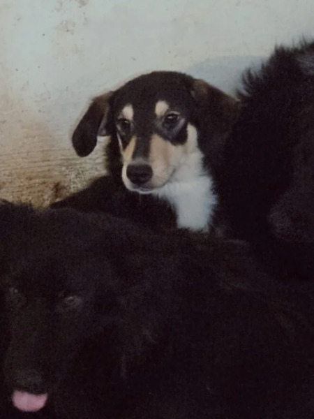 Adopter Dali