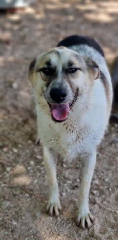 Adopter Dalia