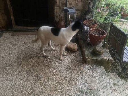 Adopter Dalmatia