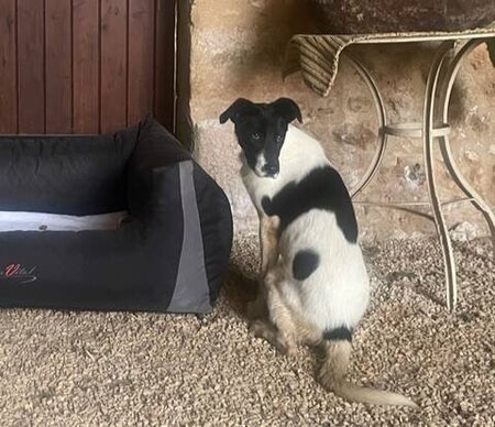 Adopter Dalmatia