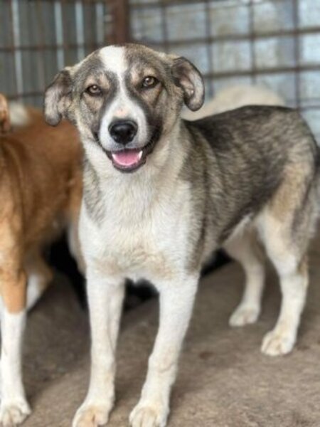 Adopter Dani