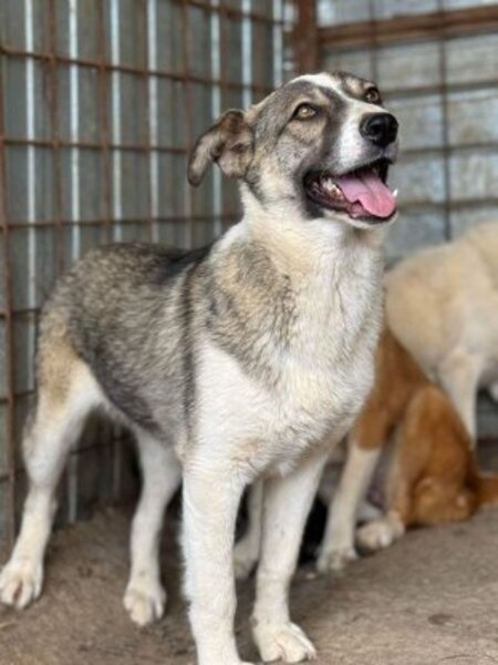 Adopter Dani