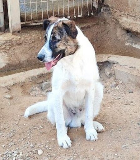 Adopter Dany
